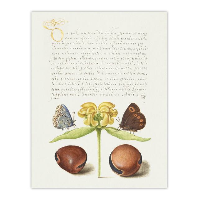"Moths Jerusalem Sage and Beans Calligraphy Huge Wall Art Poster Print 24X32"""