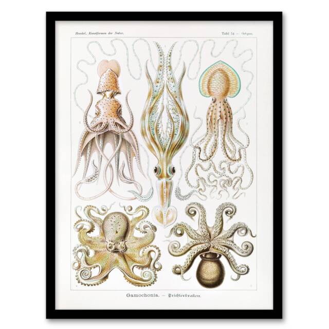 "Squid and Octopus Vintage s Haeckel Botanical Framed Wall Art Print 12X16"""