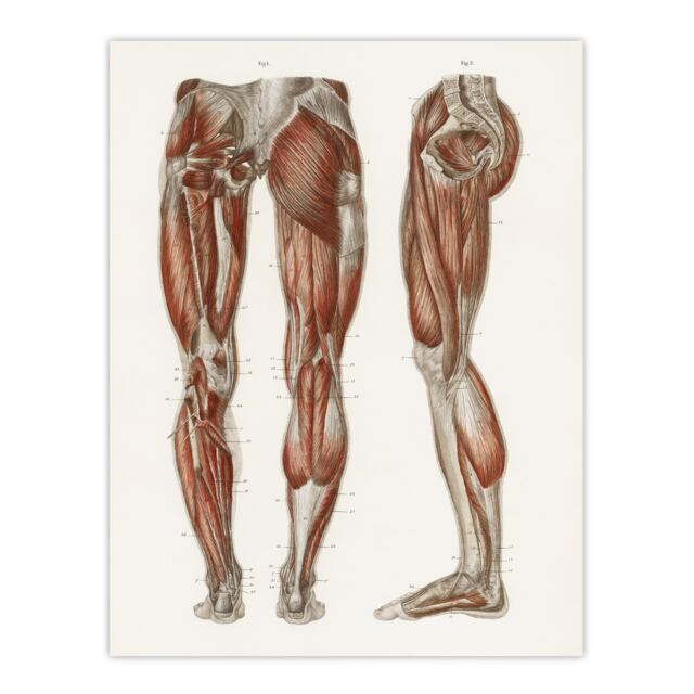 Leg and Feet Muscle Anatomy Bock Vintage Huge Wall Art Print 18X24 In