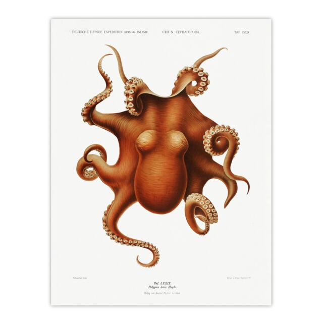 "Octopus Vintage Illustration Carl Chun Wall Art Poster Print 12X16"""
