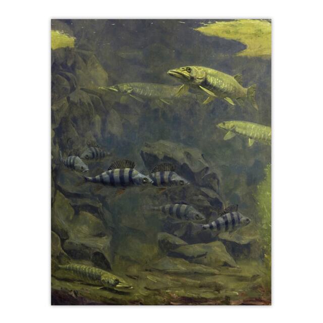 "Pike Perch Aquarium Vintage Wall Art Print Gerrit Dijsselhof 18x24"""