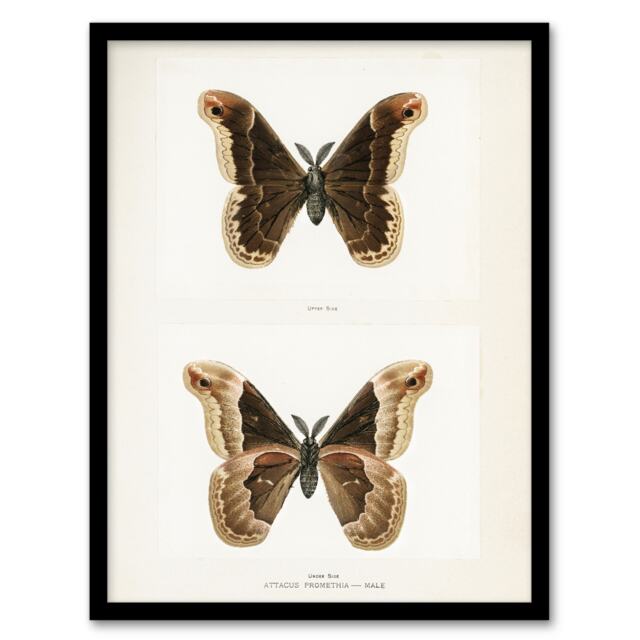 "Promethea Silkmoth Male Sherman Denton Framed Wall Art Print 12X16"""