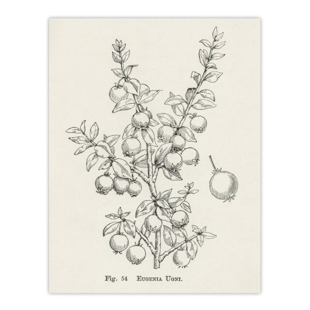 "Fruit Growers Guide Chilean Guava Wright Huge Wall Art Poster Print 24X32"""