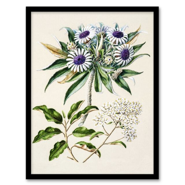 "New Zealand Teteaweka Plant Flowers Featon Framed Wall Art Print 12X16"""