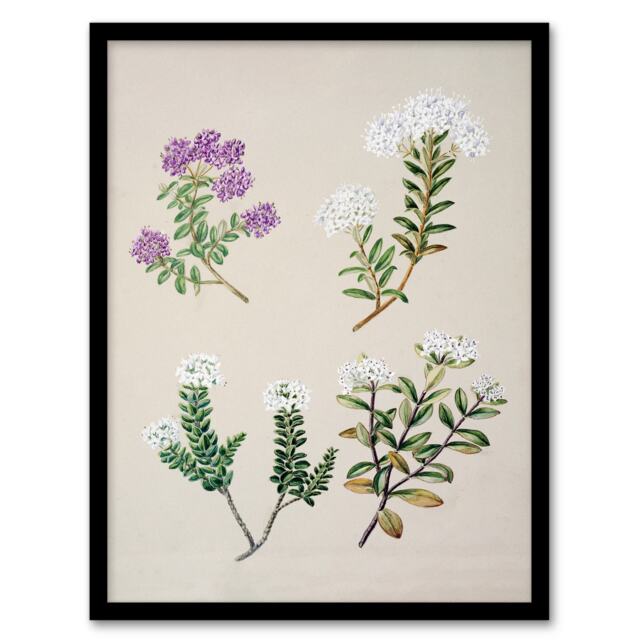 Sarah Featon Framed Wall Art New Zealand Four Veronica Flowering Plants