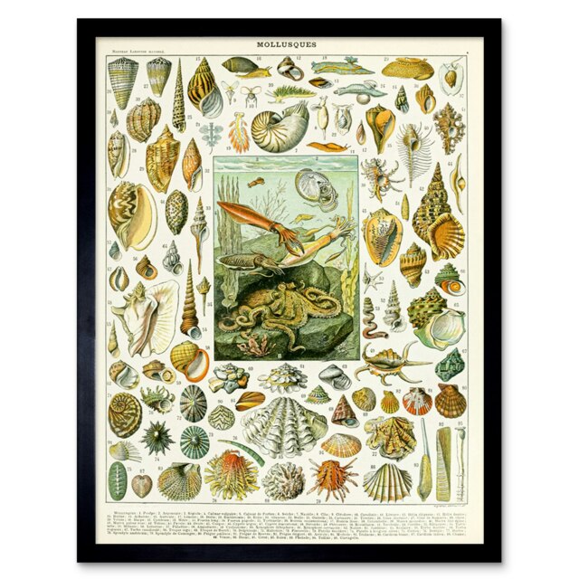 "Millot Encyclopedia Page Mollusk Shells 12x16"" Framed Wall Art Print"