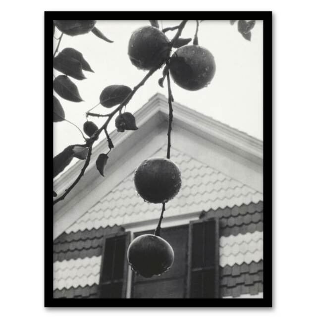 Alfred Stieglitz Gable and Apples Vintage Photograph Framed Wall Art Print A4