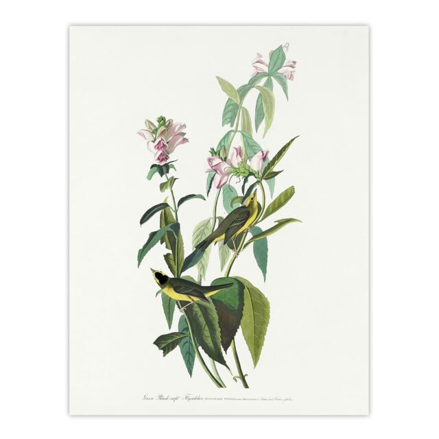 Green Black Capped Flycatcher Audubon Nature Huge Wall Art Print 18X24 In