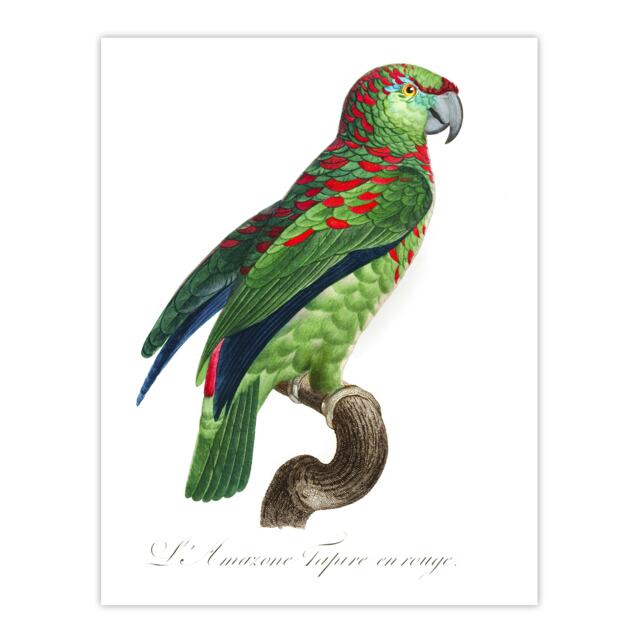 "The Blue Fronted Amazon Parrot Levaillant Wall Art Poster Print 12X16"""