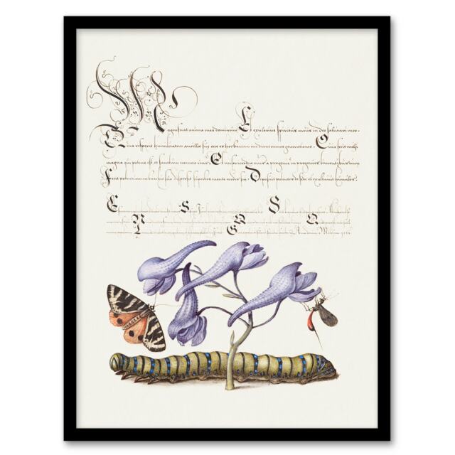 Model Book of Calligraphy Framed Wall Art Butterfly Caterpillar and Flower
