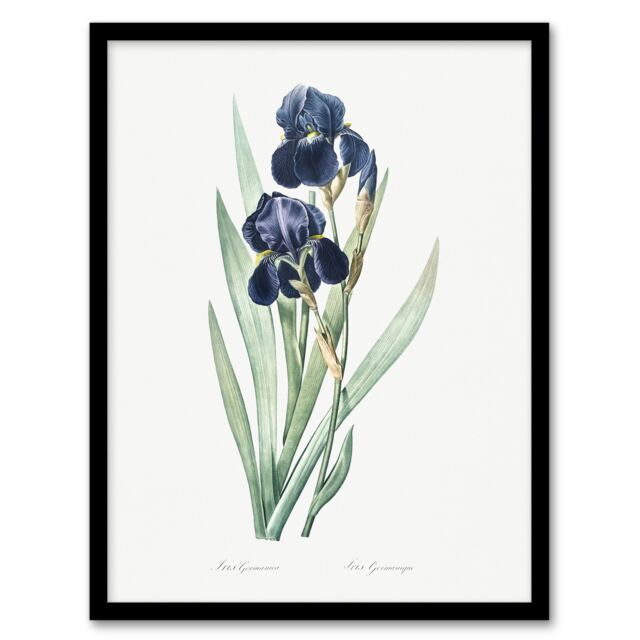 "Bearded Iris Botanical Redoute Vintage Framed Wall Art Print 12X16"""