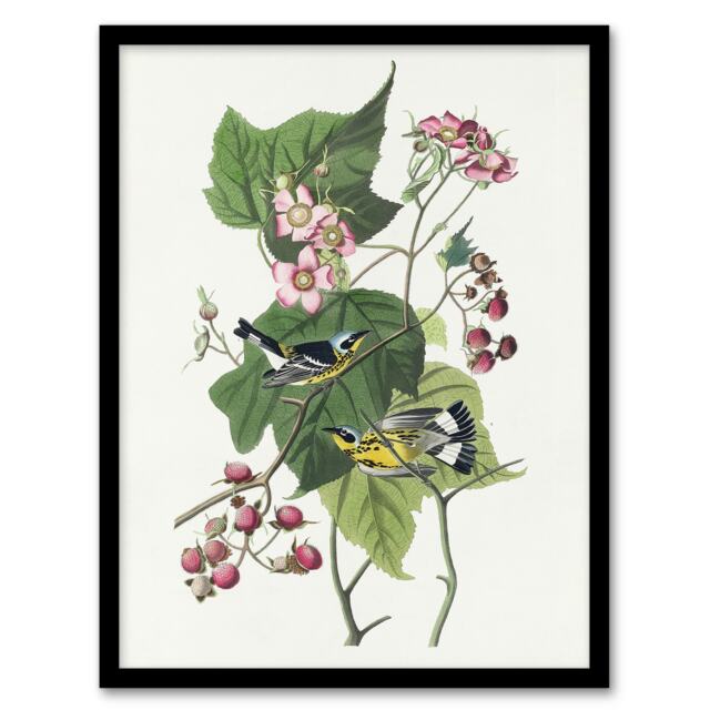 "Black and Yellow Warblers Audubon Nature Framed Wall Art Print 12X16"""