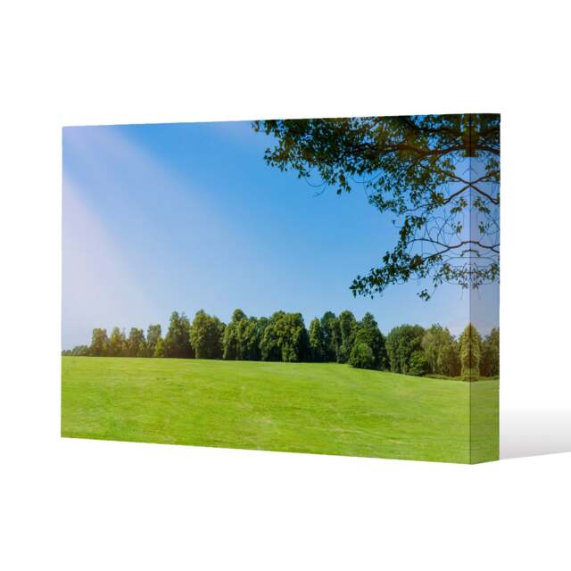 grass field with forest trees and environment public park with sun rays (Canvas Print) / 61 x 91 x 4cm Multi