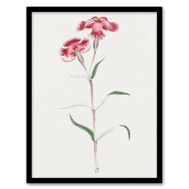 "Nadeshiko Flower Vintage Japan Framed Wall Art Print Japanese Botanical 12x16"""