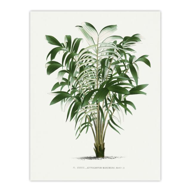 "Astrocaryum Murumuru Palm Tree Kerchove Huge Wall Art Poster Print 24X32"""