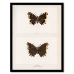 Sherman Denton Framed Wall Art Print Mourning Cloak Butterfly Home Décor