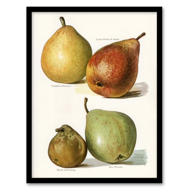 "Four Pear Varieties Vintage Illustration Wright Framed Wall Art Print 12X16"""