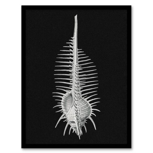 "Sea Shell Sketch on Black Haeckel Botanical Framed Wall Art Print 12X16"""