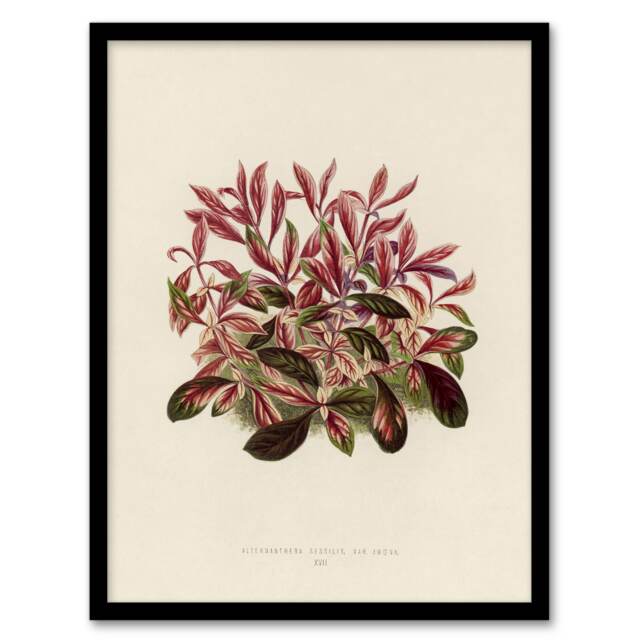 "Vintage Botanical Dwarf Copperleaf Fawcett Framed Wall Art Print 12X16"""