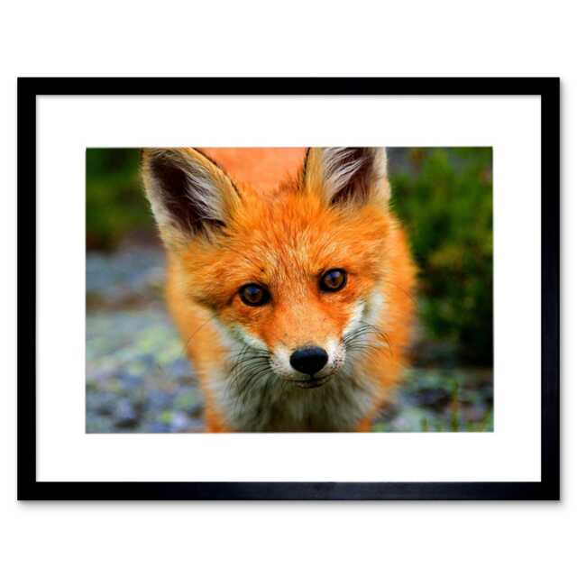 "Baby Fox Woodland Animal Wildlife Photo 12x16"" Framed Wall Art Print"