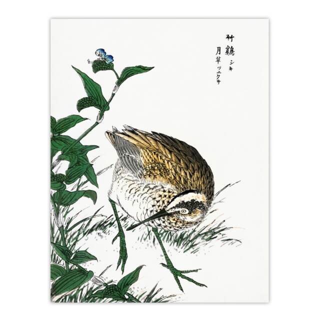 "Greenshank and Bupleurum Japanese Vintage Wall Art Print Kashu 12x16"""