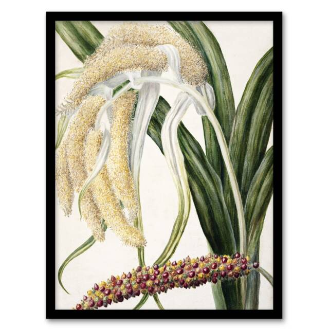 "New Zealand Perching Lily Flower Plant Featon Framed Wall Art Print 12X16"""