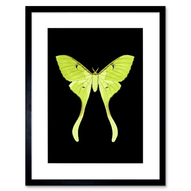 "Green Moon Luna Moth Insect on Black 9x7"" Black Framed Wall Art Print"