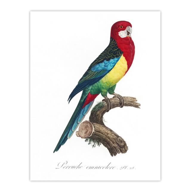 "The Eastern Rosella Parrot Levaillant Wall Art Poster Print 12X16"""