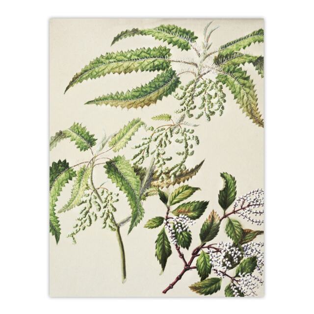 "New Zealand Ongaonga Tree Nettle Plant Featon Huge Wall Art Poster Print 24X32"""