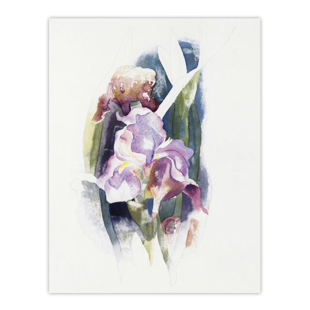 "Purple Iris Flower Watercolour Demuth Wall Art Poster Print 12X16"""