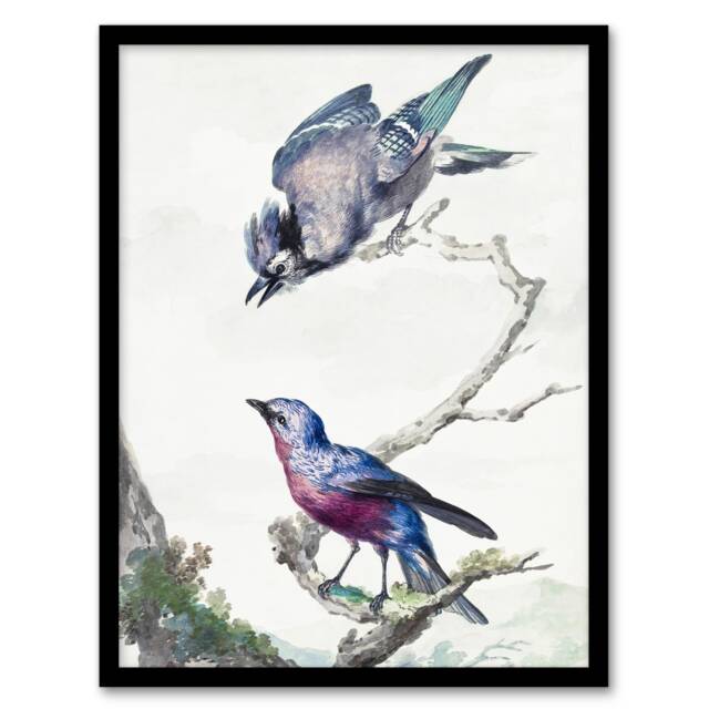 "Blue Jay and a Purple Breasted Cotinga Schouman Framed Wall Art Print 12X16"""
