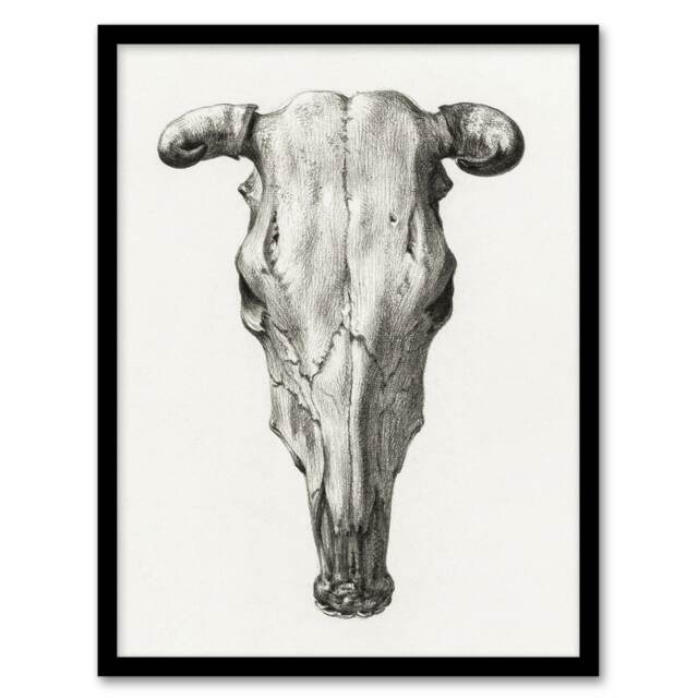 "Skull of a Cow Pencil Drawing Bernard Vintage Framed Wall Art Print 12X16"""