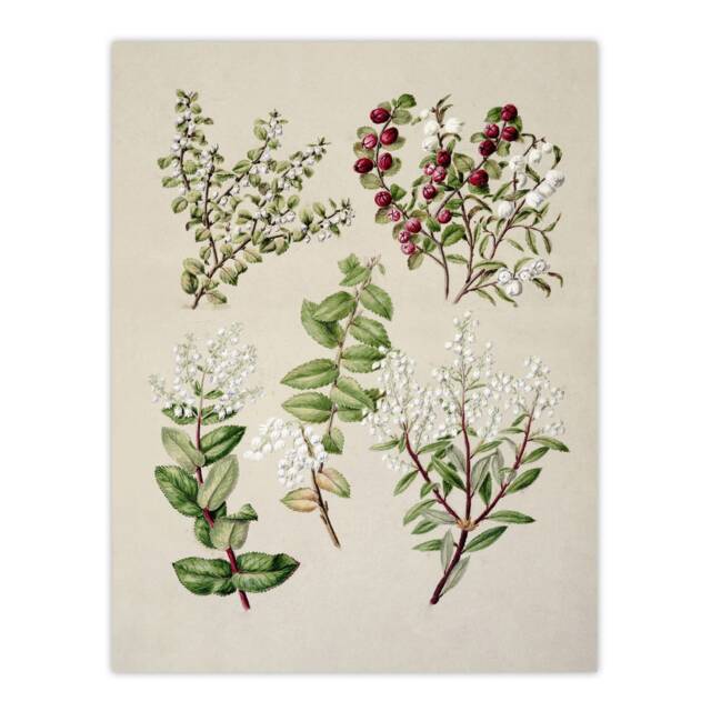 "New Zealand Gaultheria Flowering Plant Featon Huge Wall Art Poster Print 24X32"""