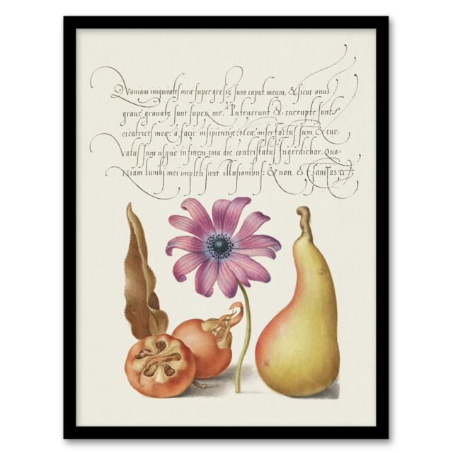 "Medlar Poppy Anemone and Pear Calligraphy Framed Wall Art Print 12X16"""