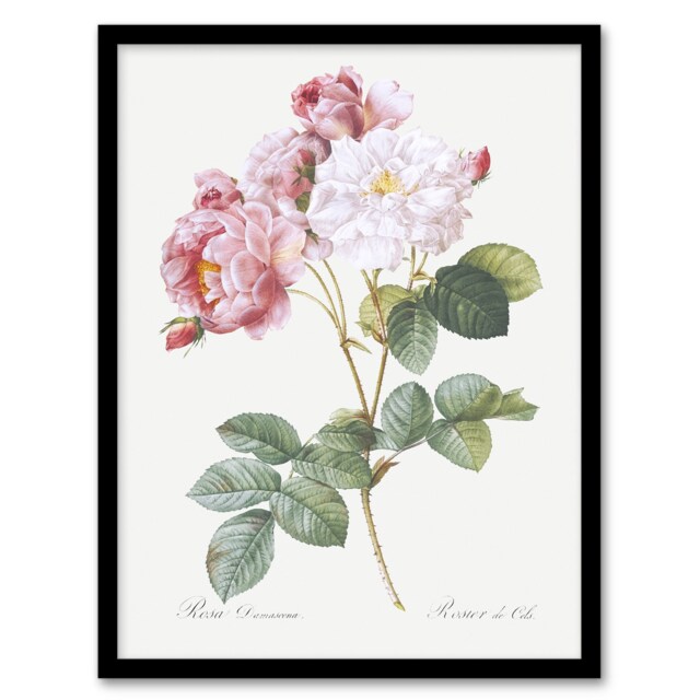 "Pink Rosebush Flowers Redoute Vintage Framed Wall Art Print 12X16"""