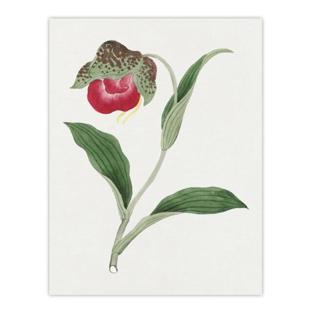 "Orchid Flower Wall Art Print Vintage Japanese Botanical 24x32"""