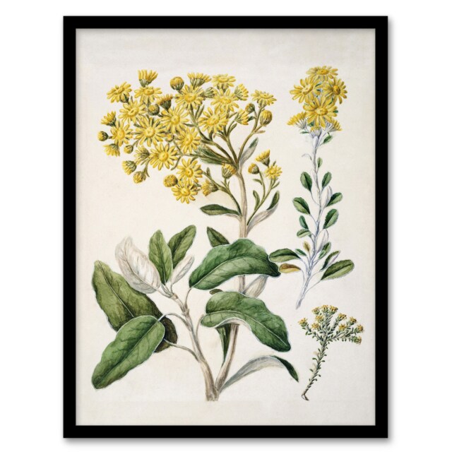 "New Zealand Brachyglottis Daisy Flowers Featon Framed Wall Art Print 12X16"""