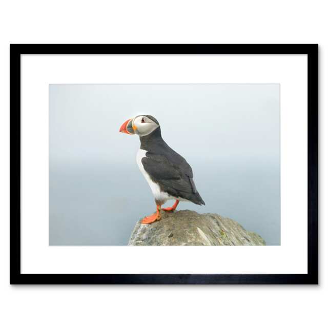 "Atlantic Puffin Bird Rock Sea Photo Home Decor 12x16"" Framed Wall Art Print"