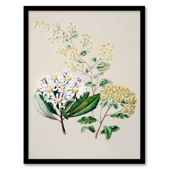 Sarah Featon Framed Wall Art New Zealand Three Senecio Flower Species Home Décor