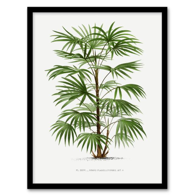 Oswald de Kerchove Framed Wall Art Rhapis Flabelliformis Palm Tree Home Décor