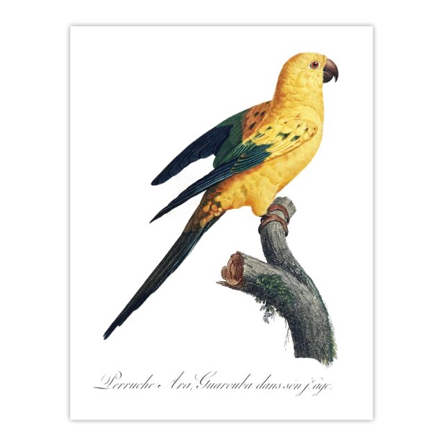 "Female Sun Parakeet Bird Francois Levaillant Huge Wall Art Poster Print 24X32"""
