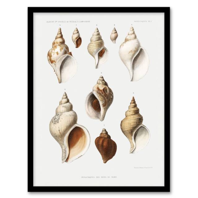 "Molluscs of the Northern Seas Albert I Framed Wall Art Print 12X16"""