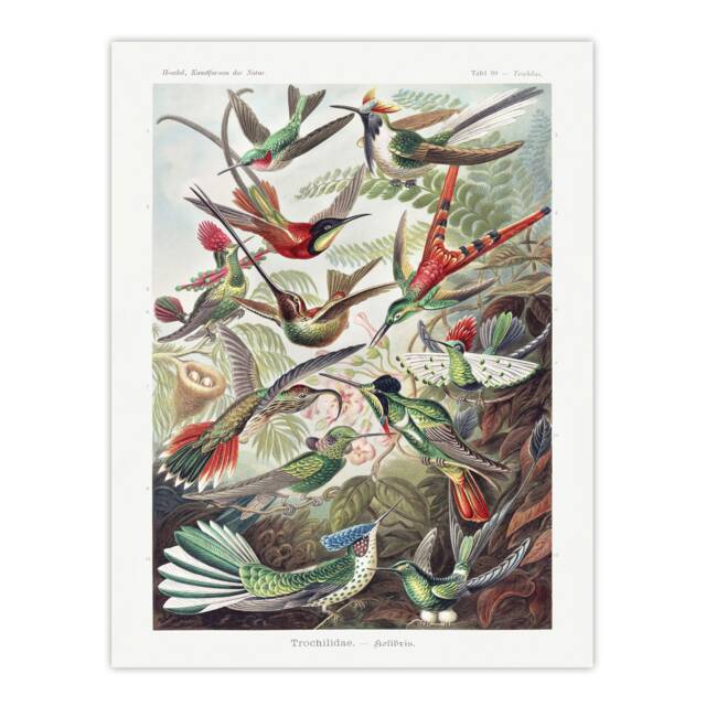 "Kolibri Birds Hummingbird Species Haeckel Huge Wall Art Poster Print 24X32"""