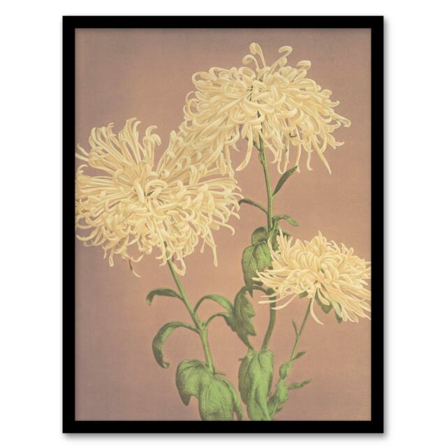 Ogawa Kazumasa Framed Wall Art Print Three Yellow Chrysanthemums Home Décor