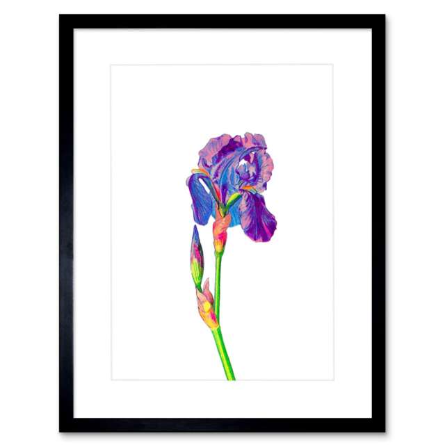 "Vintage Bright Botanicals Iris Flower 9x7"" Black Framed Wall Art Print"