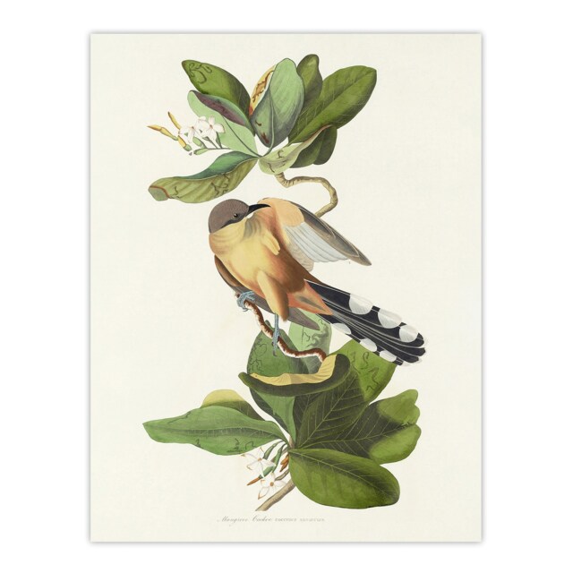 "Mangrove Cuckoo Apple Flower Audubon Nature Huge Wall Art Poster Print 24X32"""