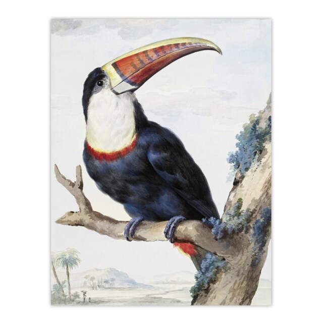 Red Billed Toucan Bird Painting Schouman Huge Wall Art Print 18X24 In