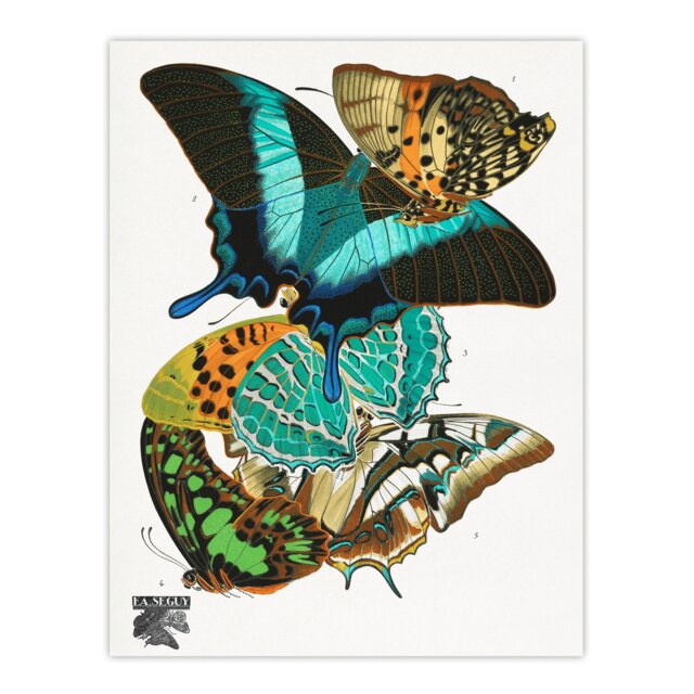 "Colourful Butterflies Vintage Wall Art Print Eugene Seguy 18x24"""