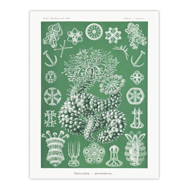 Ocean Sea Cucumber Beach Haeckel Botanical Huge Wall Art Print 18X24 In