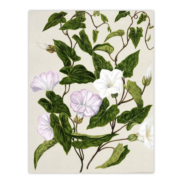 "New Zealand Bindweed Wildflowers Featon Wall Art Poster Print 12X16"""
